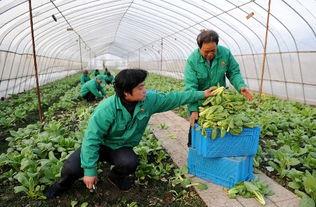 吃瓜群爆料大棚视频,吃瓜群爆料背后的农业真相